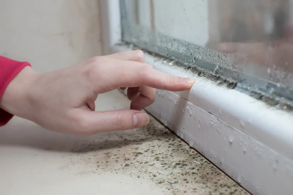 mold prevention